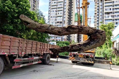 綿陽人注意 金和天府項(xiàng)目二期6號7號主體工程封頂 這三點(diǎn)必須說一說